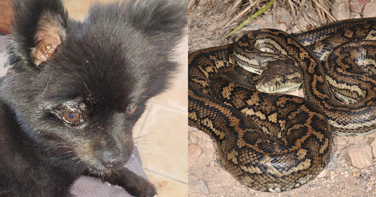 How to Clean a Pomeranian’s Ears