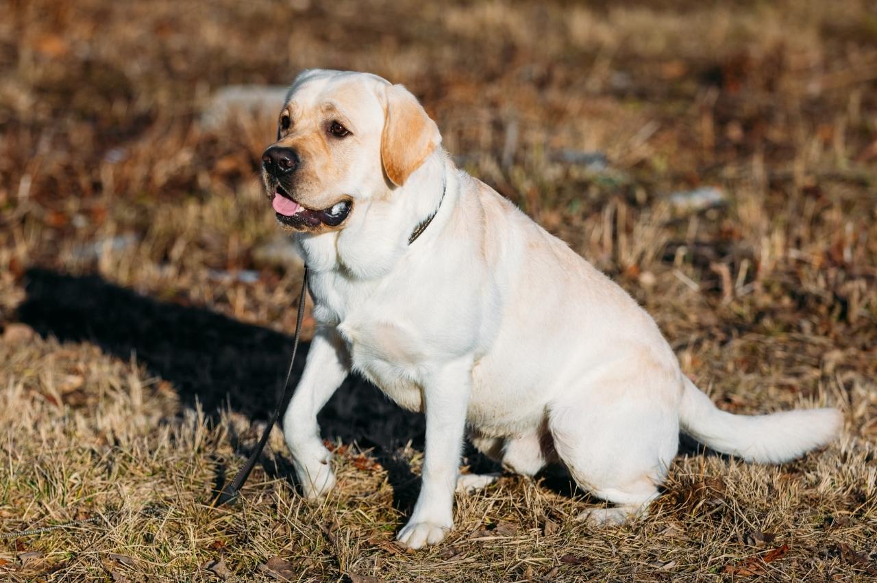 The 8 Best Dog Foods For Labs 2024