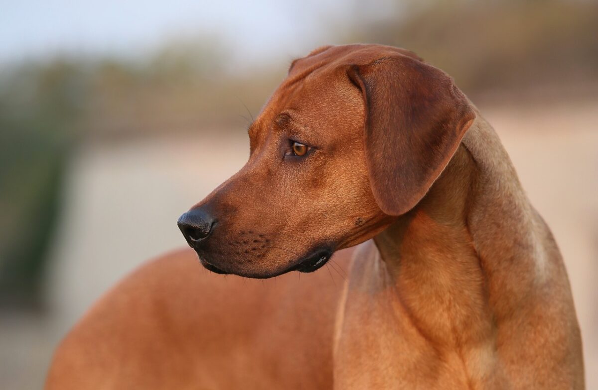 The 13 Best Dog Food Toppers for Rhodesian Ridgebacks