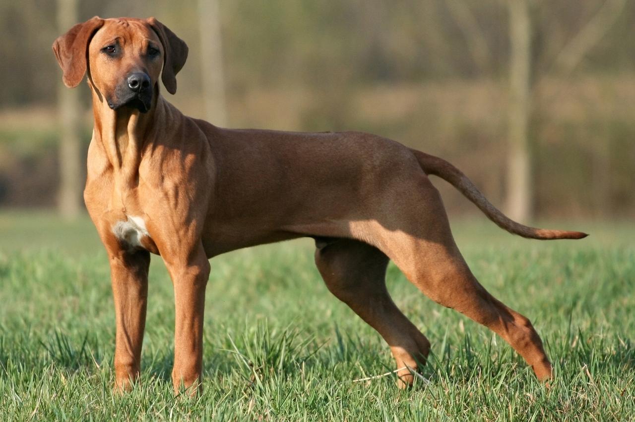 The Best Dehydrated Dog Foods for Rhodesian Ridgebacks