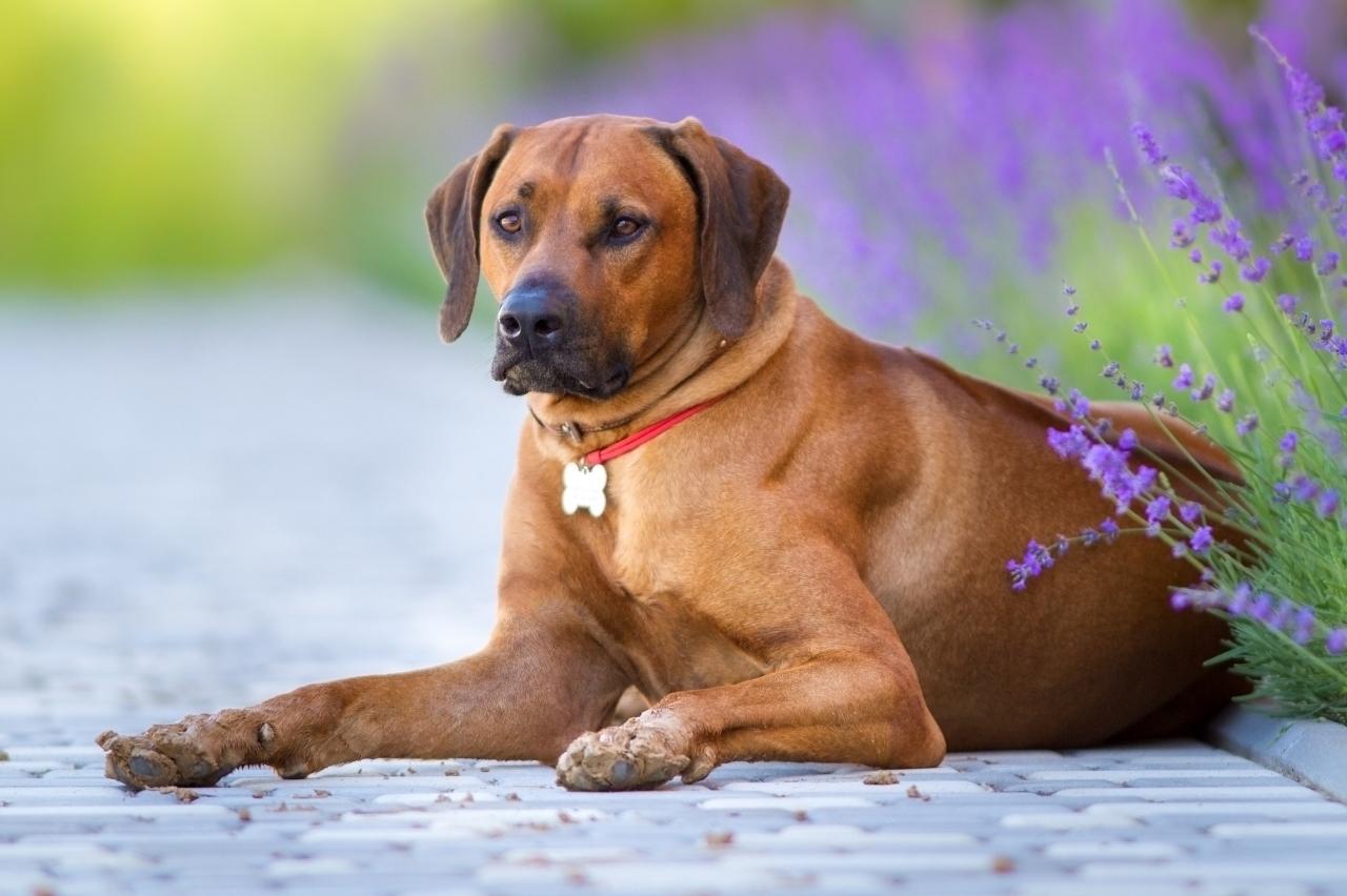 10 Best Bully Sticks for Rhodesian Ridgebacks