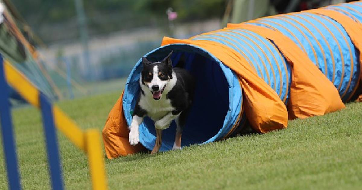 9 Best Dog Agility Equipment of 2024