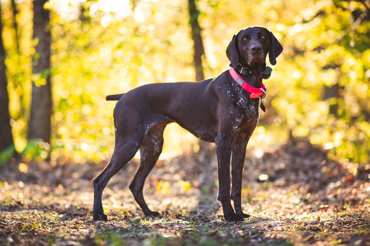 Adopting an Adult German Shorthaired Pointer vs. a Puppy Pros and Cons