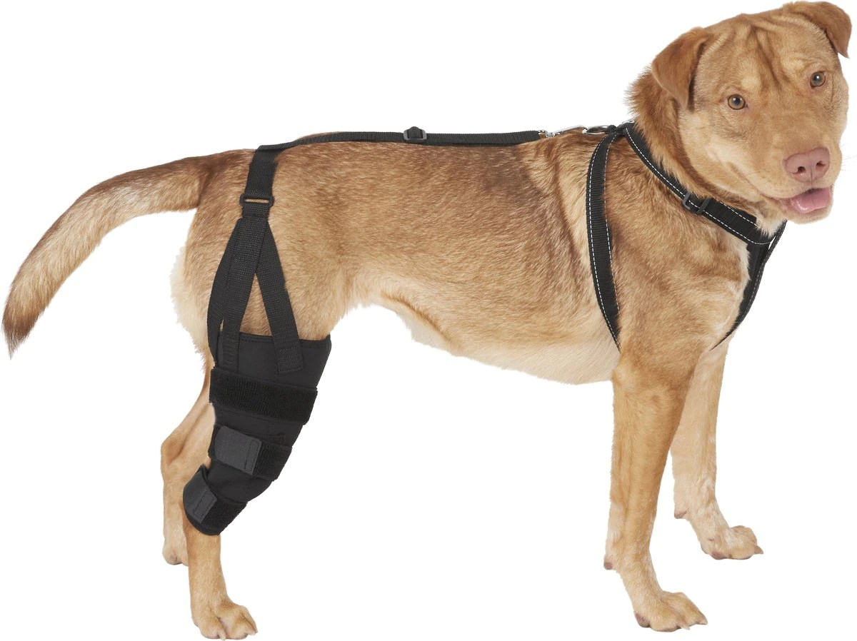 7 Best Dog Knee Braces