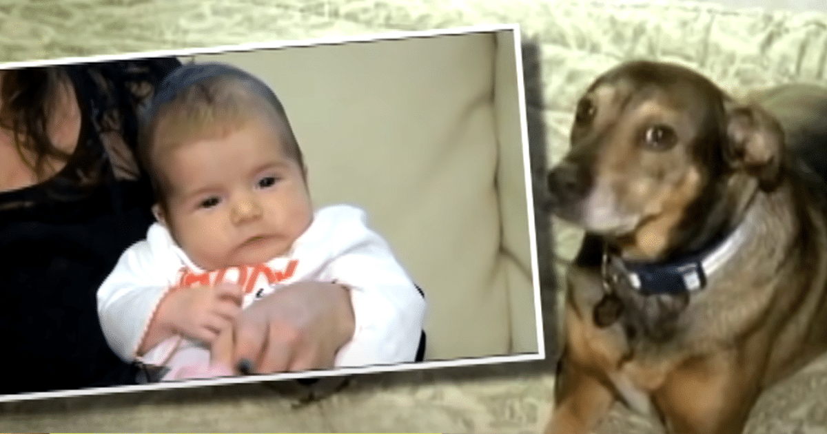 Adopted Dog Heroically Saves Baby and Repays the Family's Kindness in a