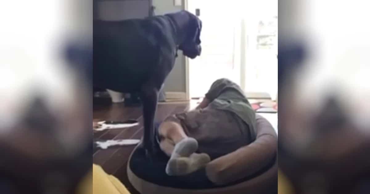 Great Dane Discovers Dad Napping In His Bed, Has 'Hilarious' Meltdown