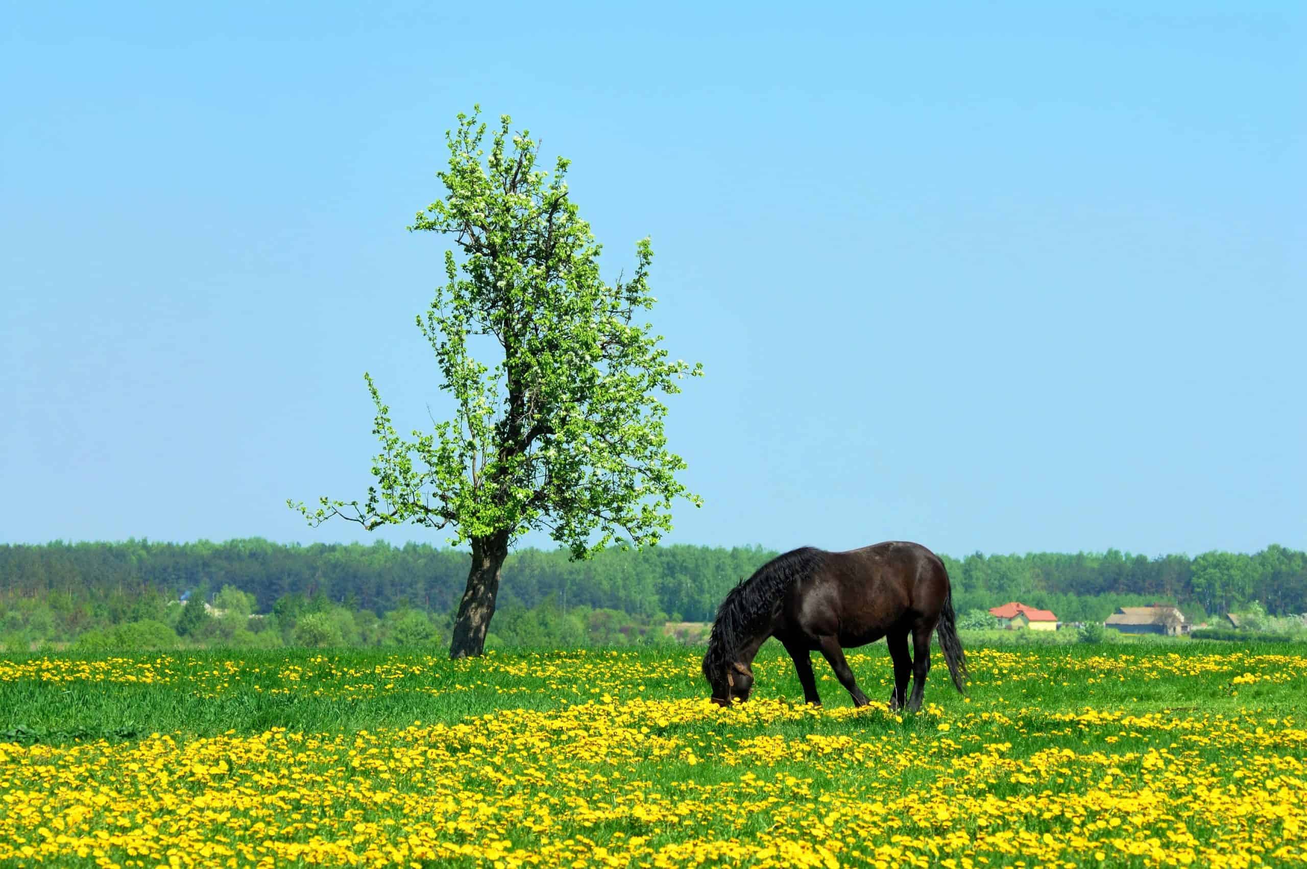 6 Tips For Keeping A Horse Alone