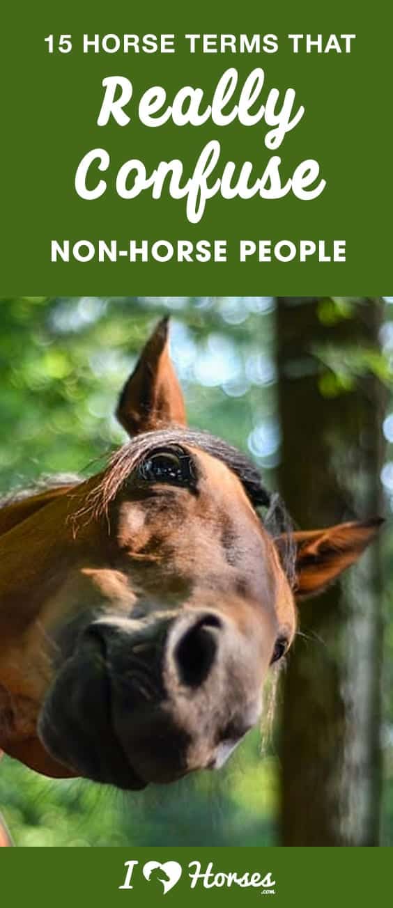 15 Horse Terms That Really Confuse NonHorse People