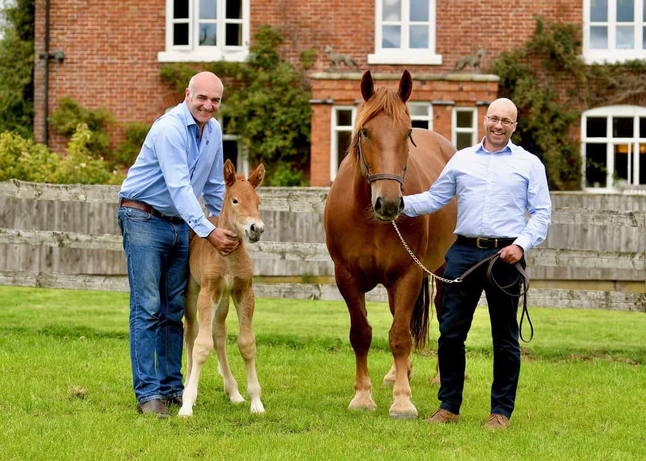 suffolk-punch1.jpg