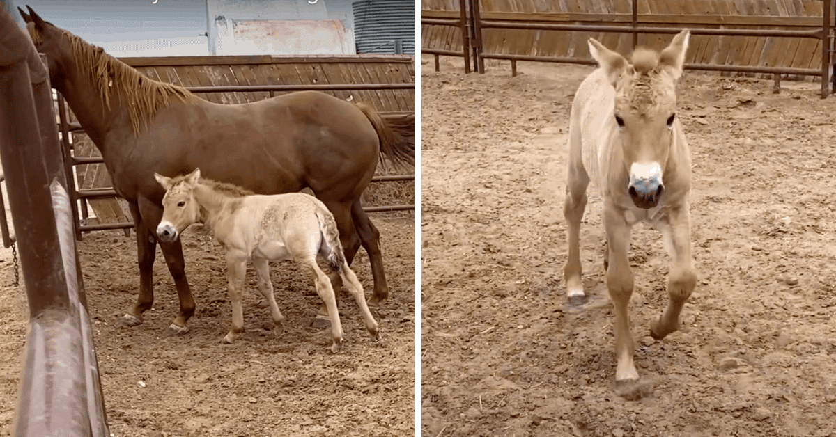 Foal Cloned From 40YearOld DNA Brings Hope For Rare Breed