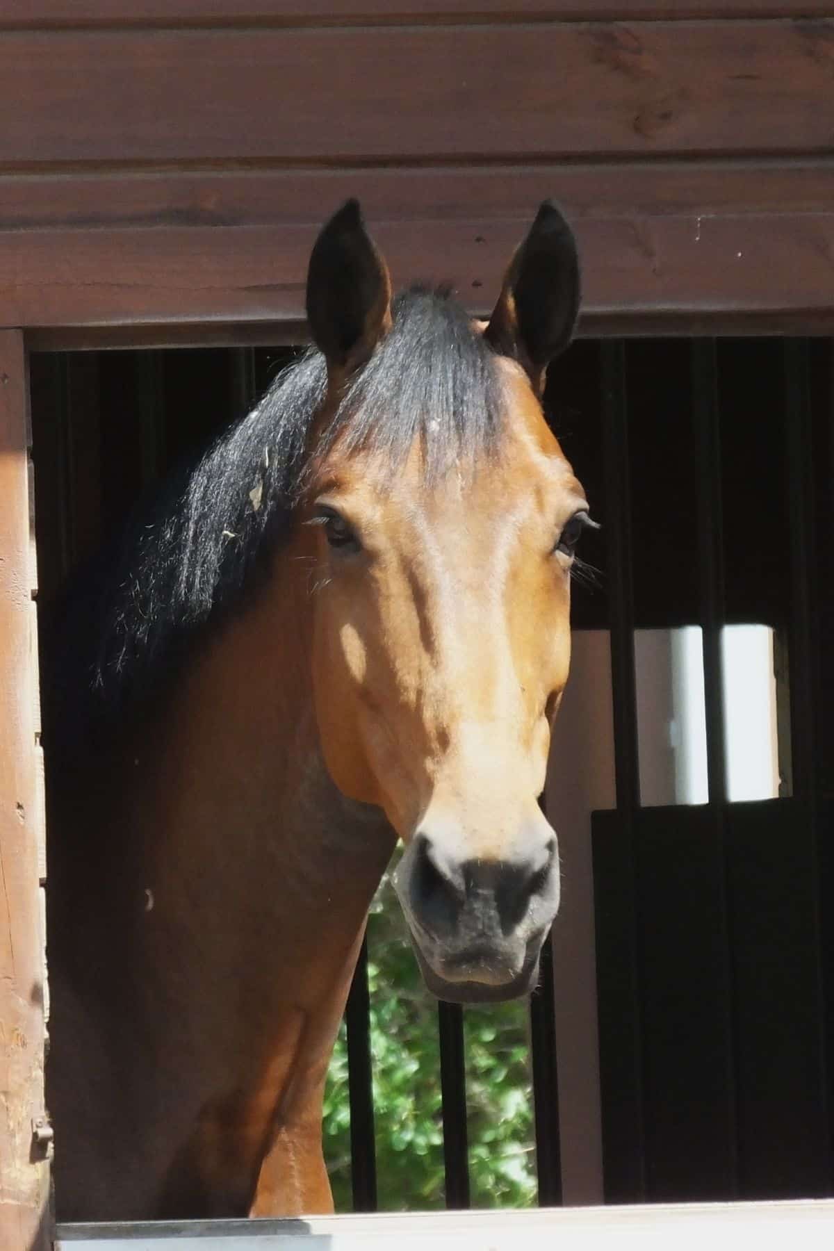 The Ultimate List of Pros and Cons of Leasing a Horse to Consider