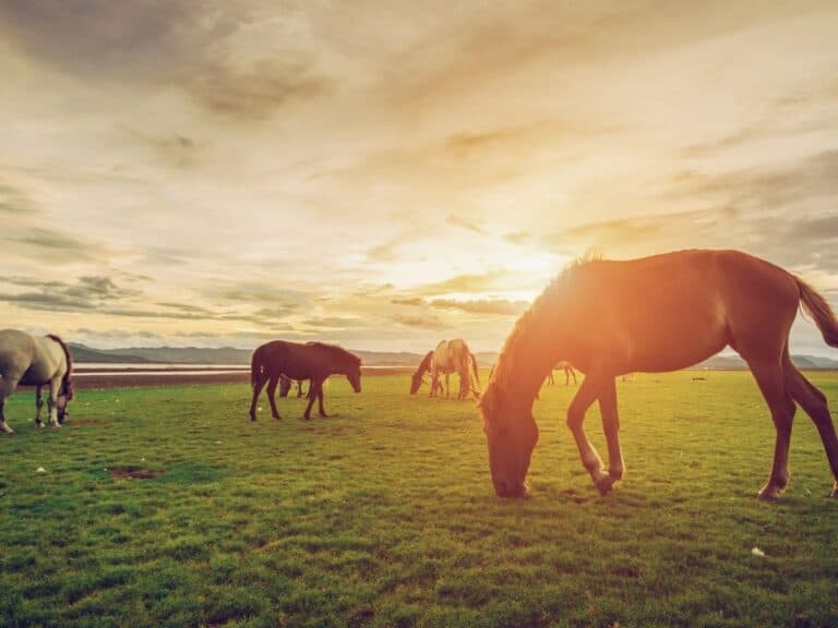 42 Fun Non-Riding Activities to Do With Your Horse