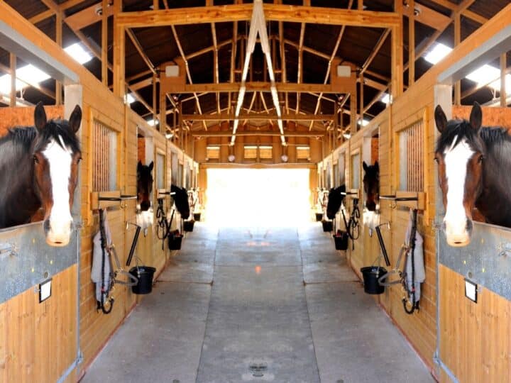 42 Fun Non-Riding Activities to Do With Your Horse