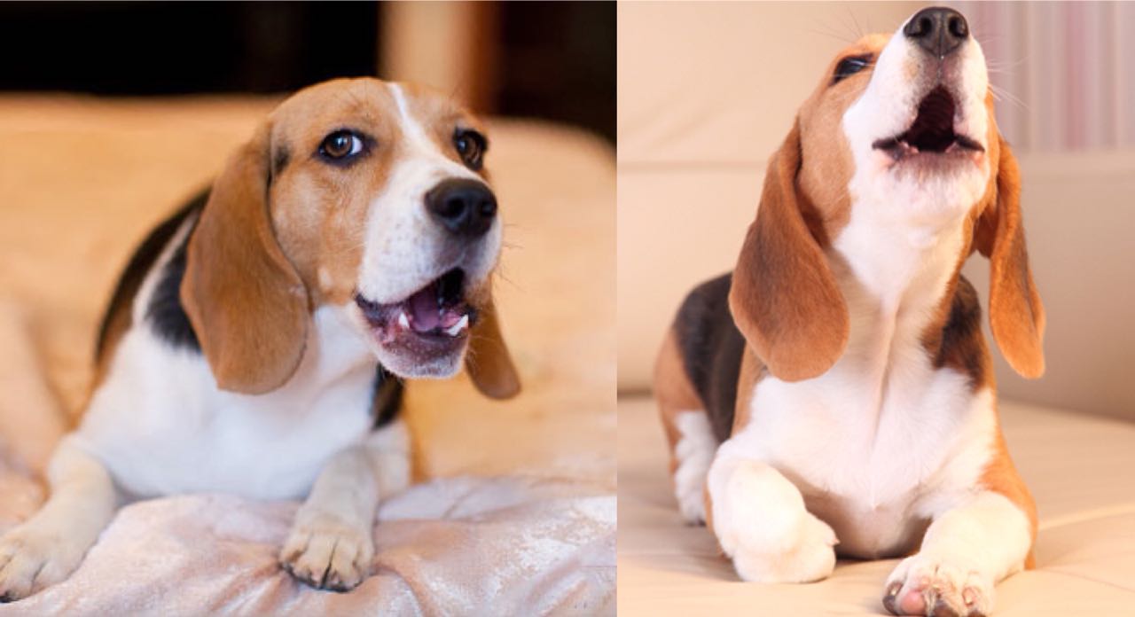 Veterinarians Have Answered Why Do Beagles Bark at Certain People and