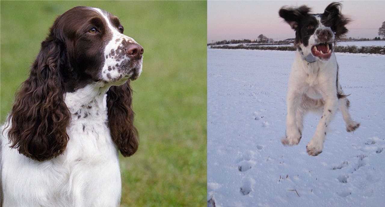 Veterinarians Answered Why Do Springer Spaniels Bark at Certain People