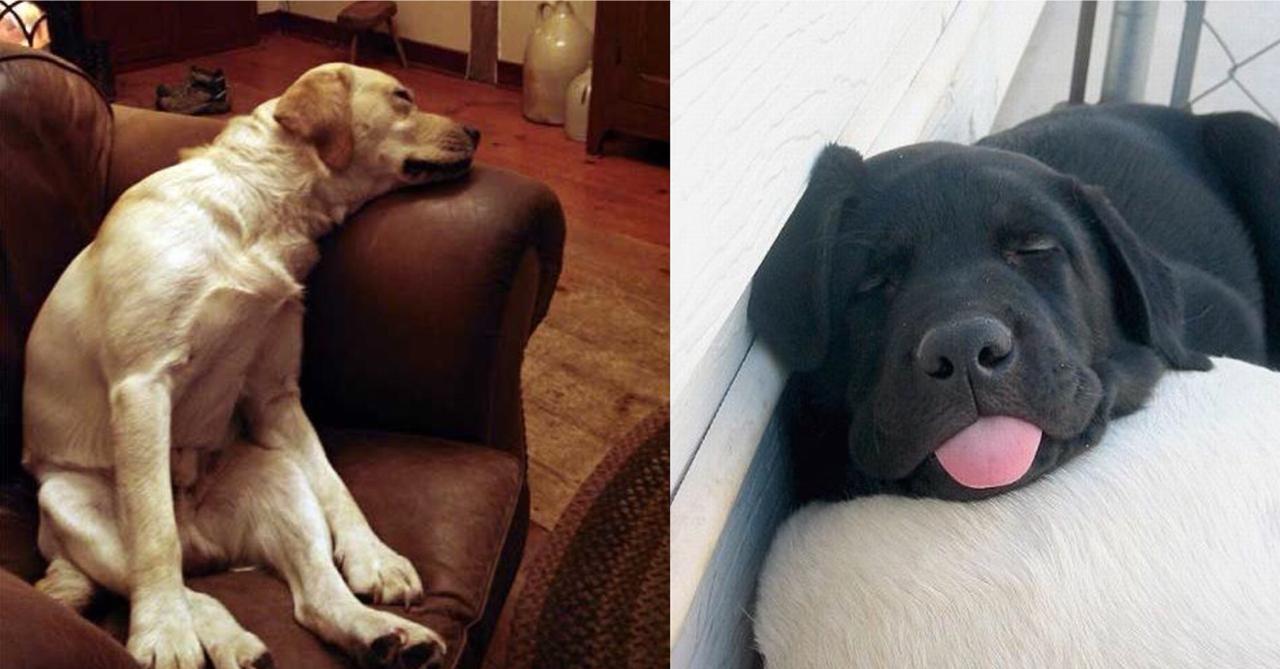 How Long Should A Labrador Sleep