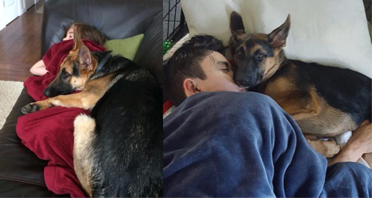 Does Your German Shepherd Sleep In Bed With You? We Show You The Pros