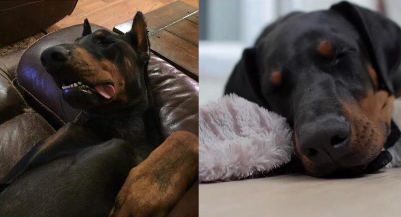 How Many Hours Do Dobermans Sleep