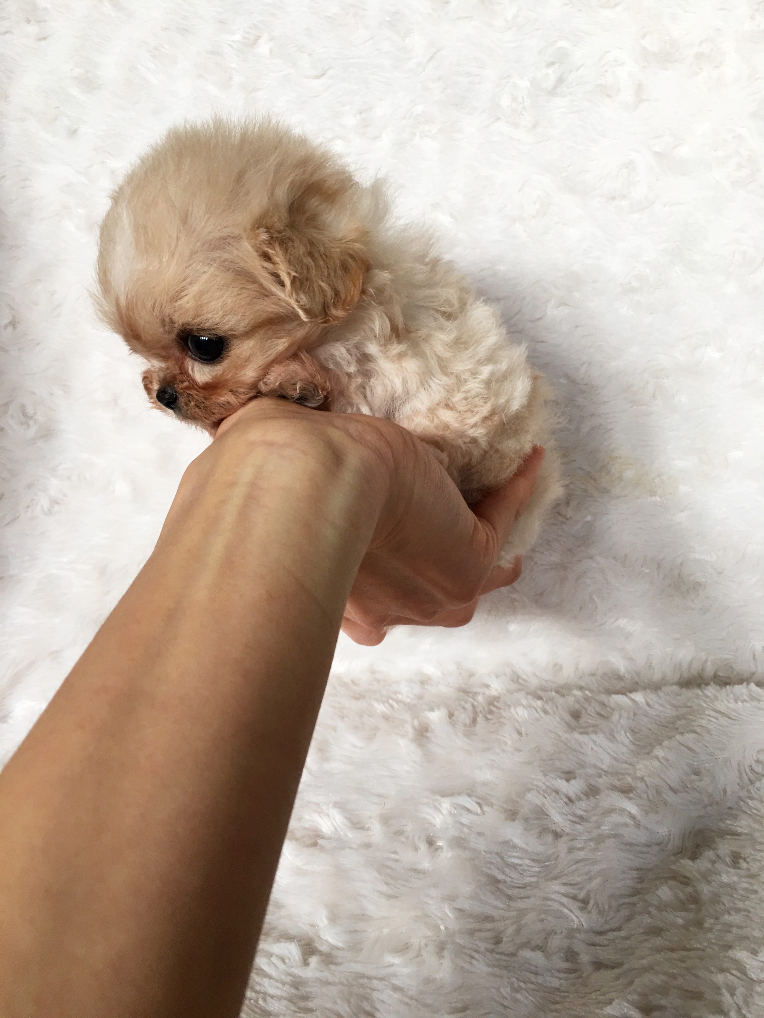Micro Teacup Maltipoo Puppy for sale! iHeartTeacups