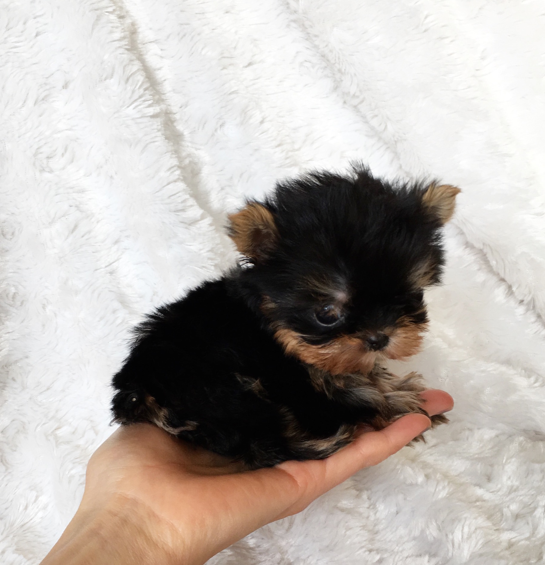 Micro Teacup Yorkie Yorkshire Terrier Puppy for sale iHeartTeacups