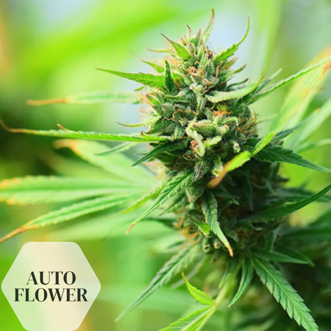 Auto Flower Seeds iHEMPx