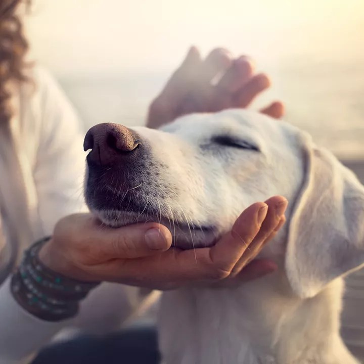 Do Museums Allow Dogs