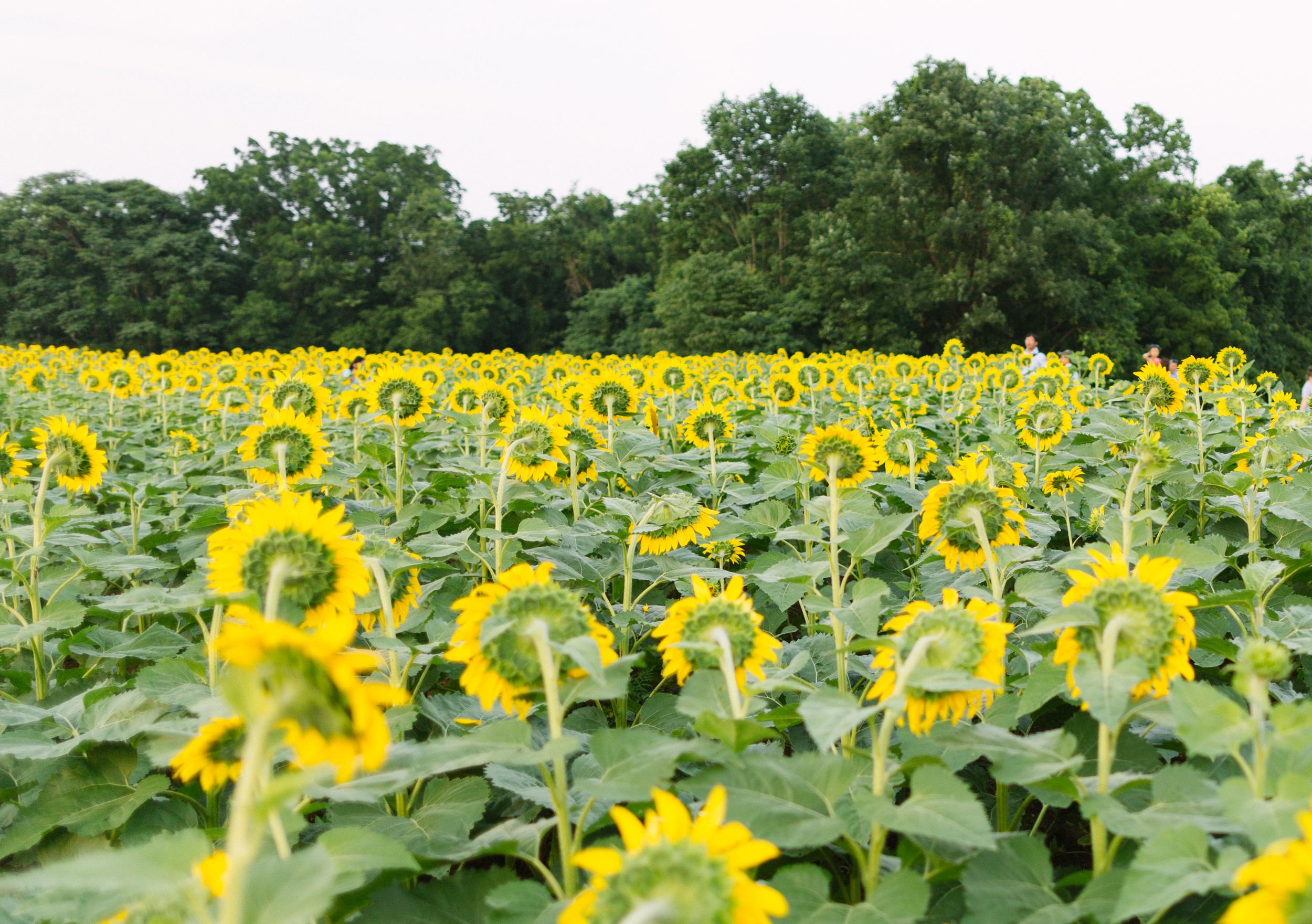 Sunflower Fields at McKeeBeshers in Maryland (2023 Guide)