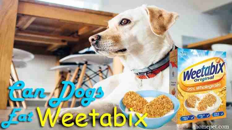 Can Dogs Eat Weetabix? The Surprising Truth Is Out! iHomePet