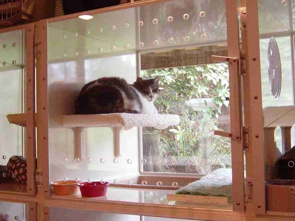 Tips to find a Quality Boarding Kennel for Your Cat iHomePet
