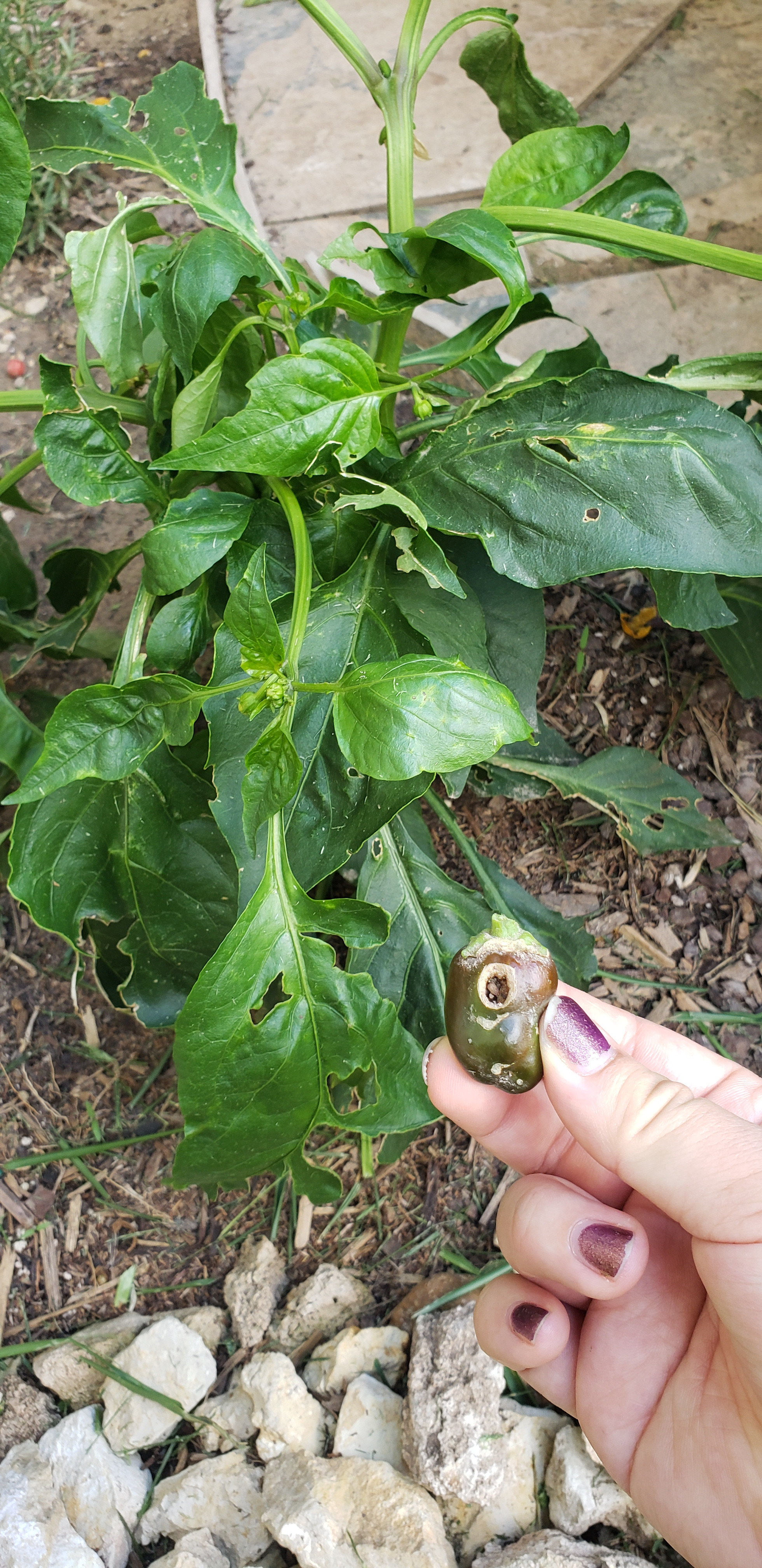 Help! What's eating my bell pepper plant? r/gardening