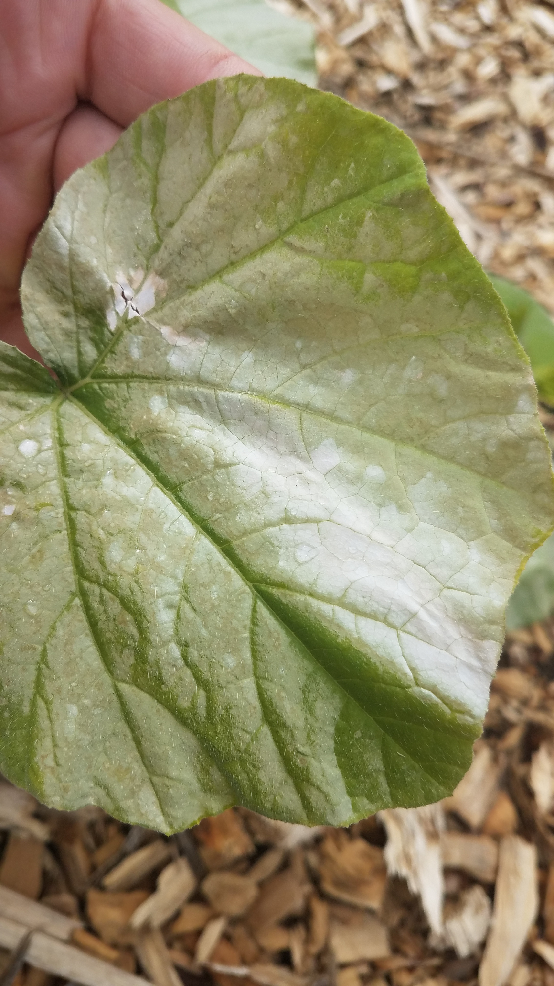 My squash leaves turn white after transplanting?? r/gardening