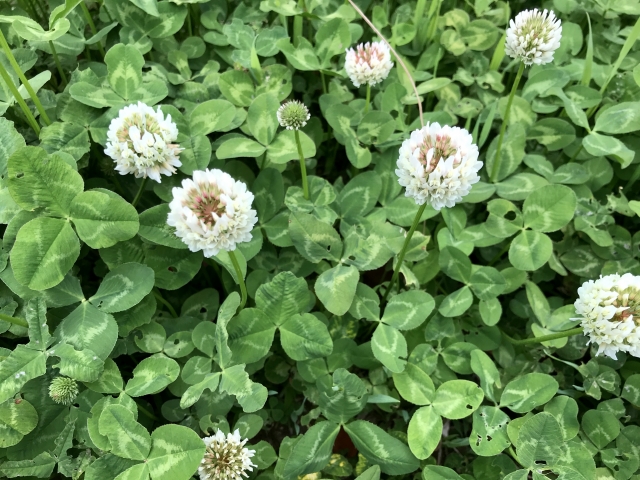 1 四葉のクローバー】確率以上に「幸運」を見つけるには？ - いいものタウン｜兵庫県まんなかエリアのトレンドニュース