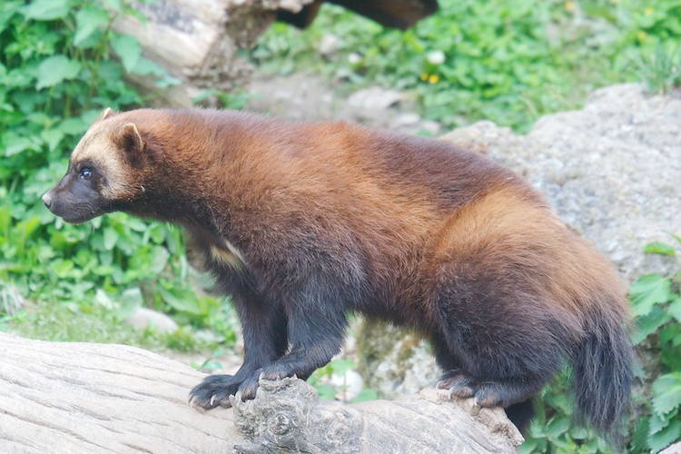 Wolverine Mutual Deploys BindExpress Suite from SpeedBuilder Systems