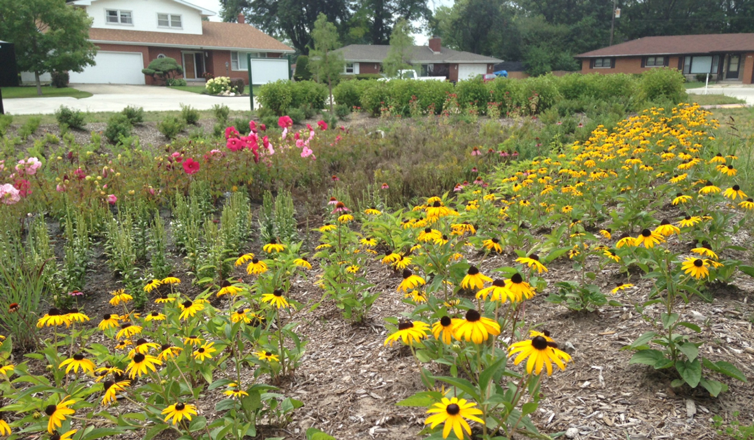 Nationwide rain garden app now includes Indiana plants Illinois