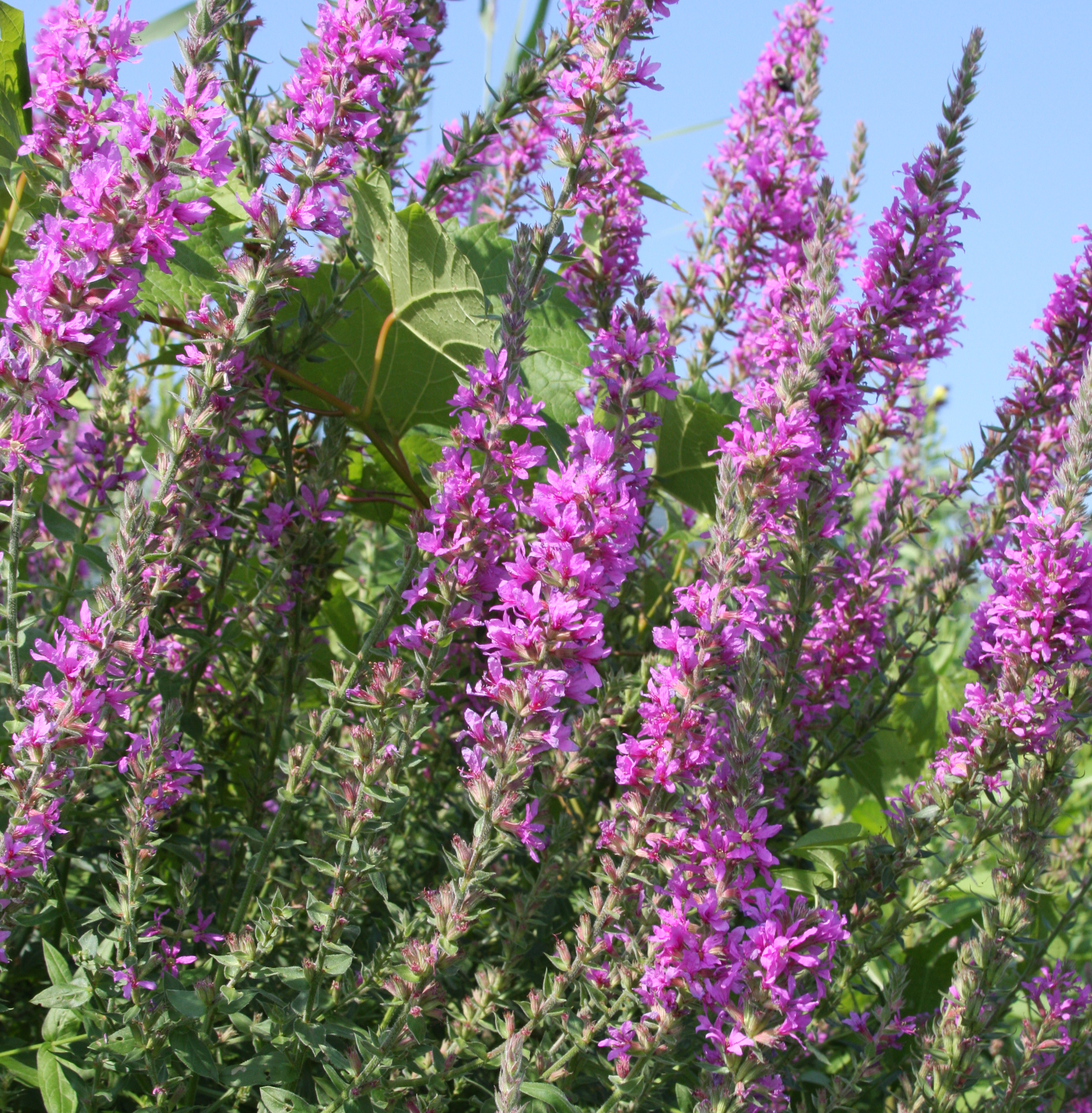 Aquatic Invasive Species IllinoisIndiana Sea GrantIllinoisIndiana