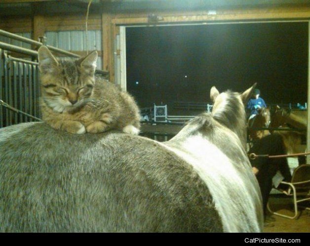 Saddle up fellow cats.... at dawn... we ride!