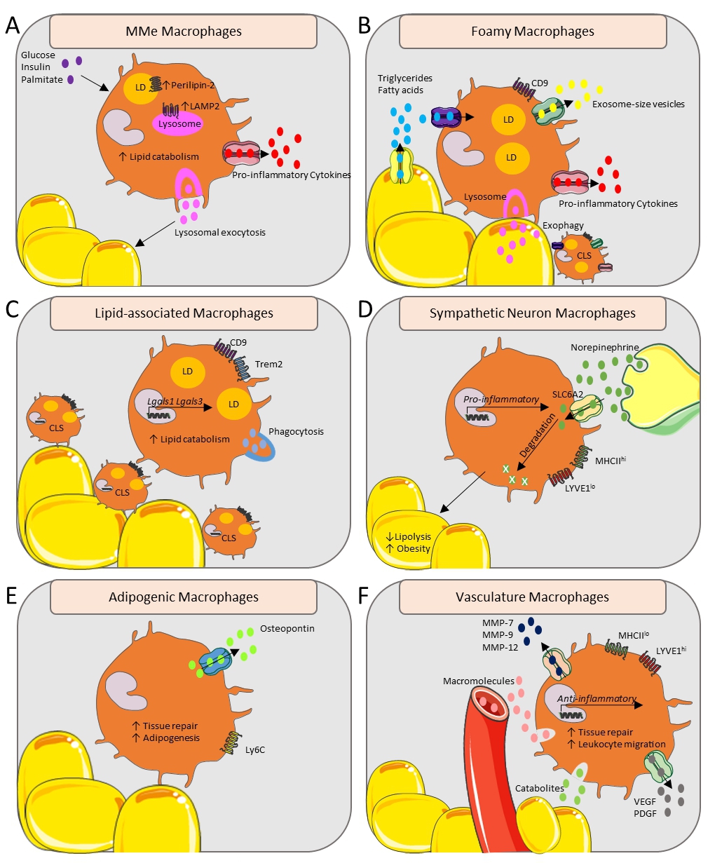 Depicting the Landscape of Adipose TissueSpecific Macrophages and