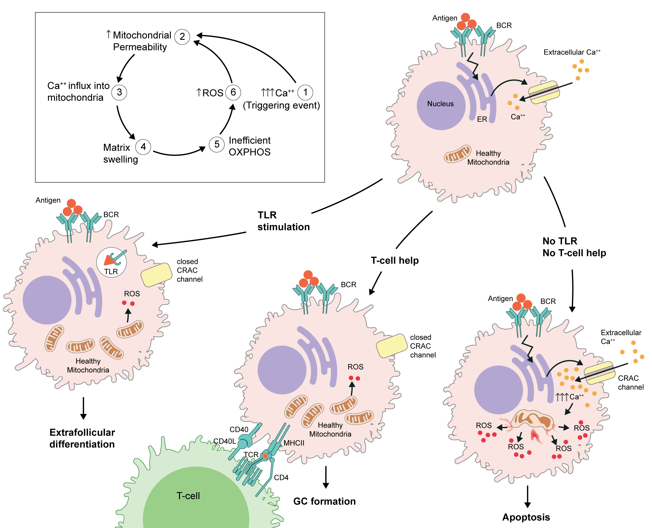 The Metabolic Clock Model of B Cell Activation and Differentiation