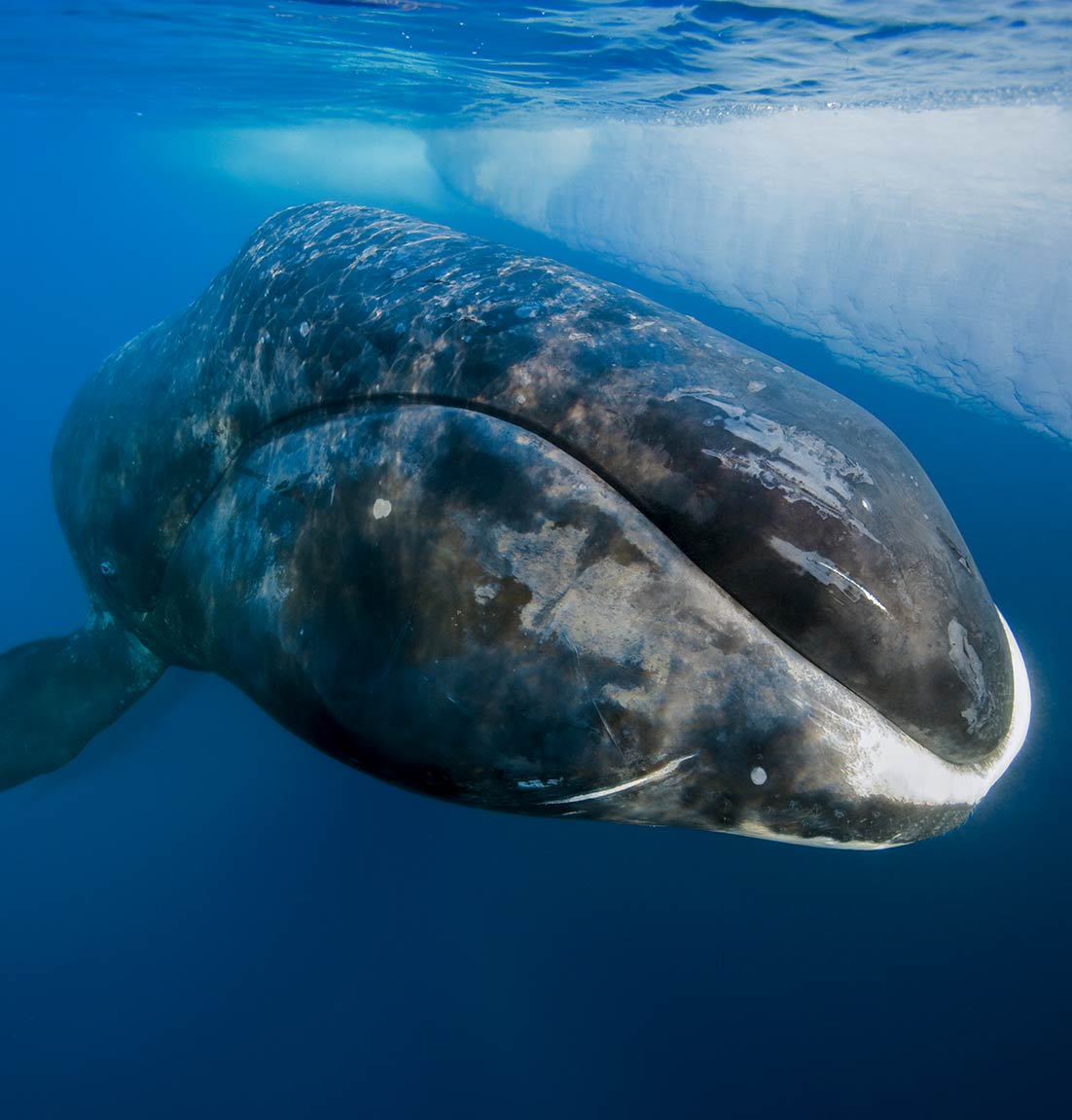 Bowhead whales live more than 200 years and primarily eat one thing—Is