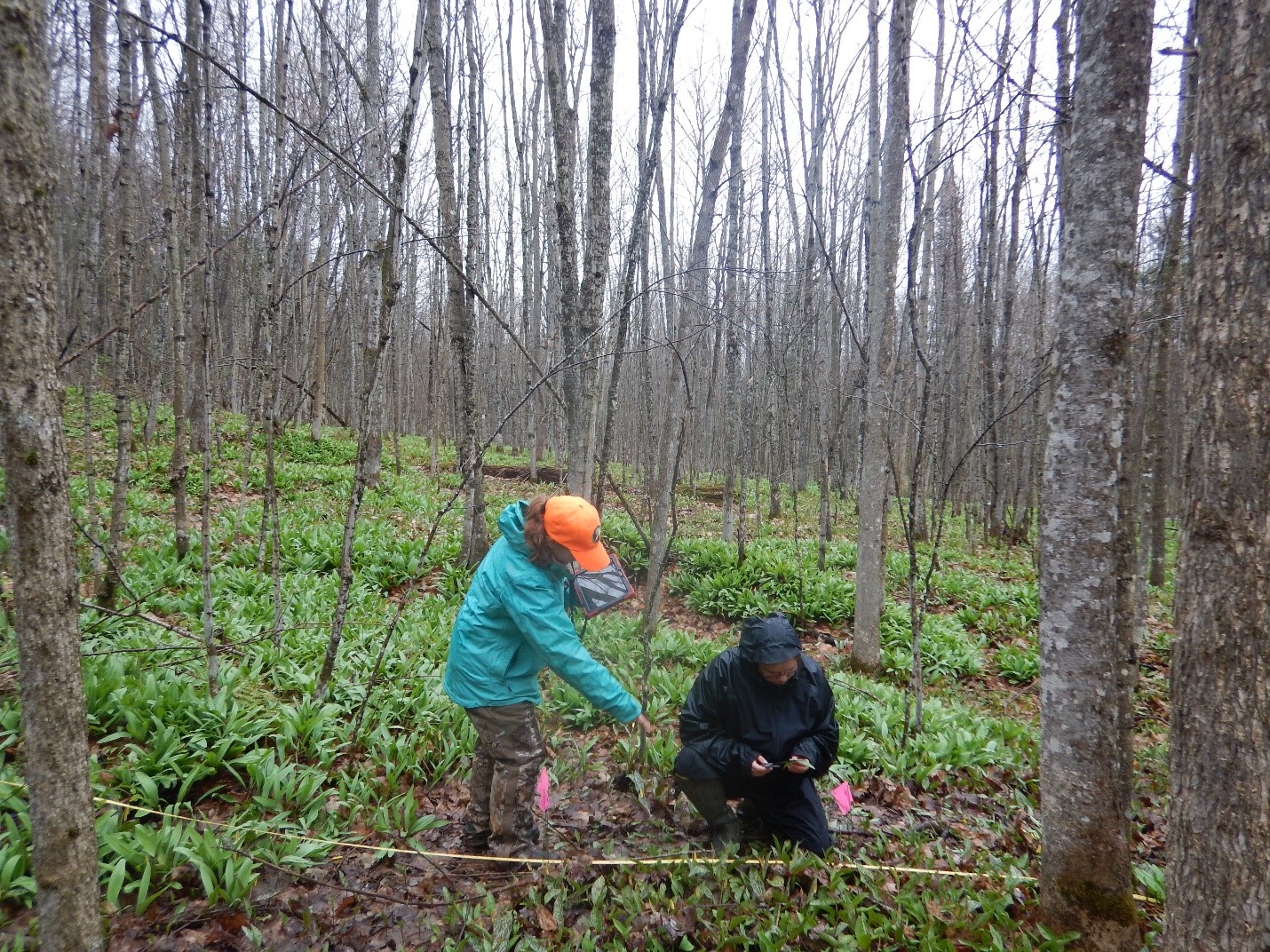 Leeks and Shorelines Indigenous Communities Prepare for a Changing Great Lakes International