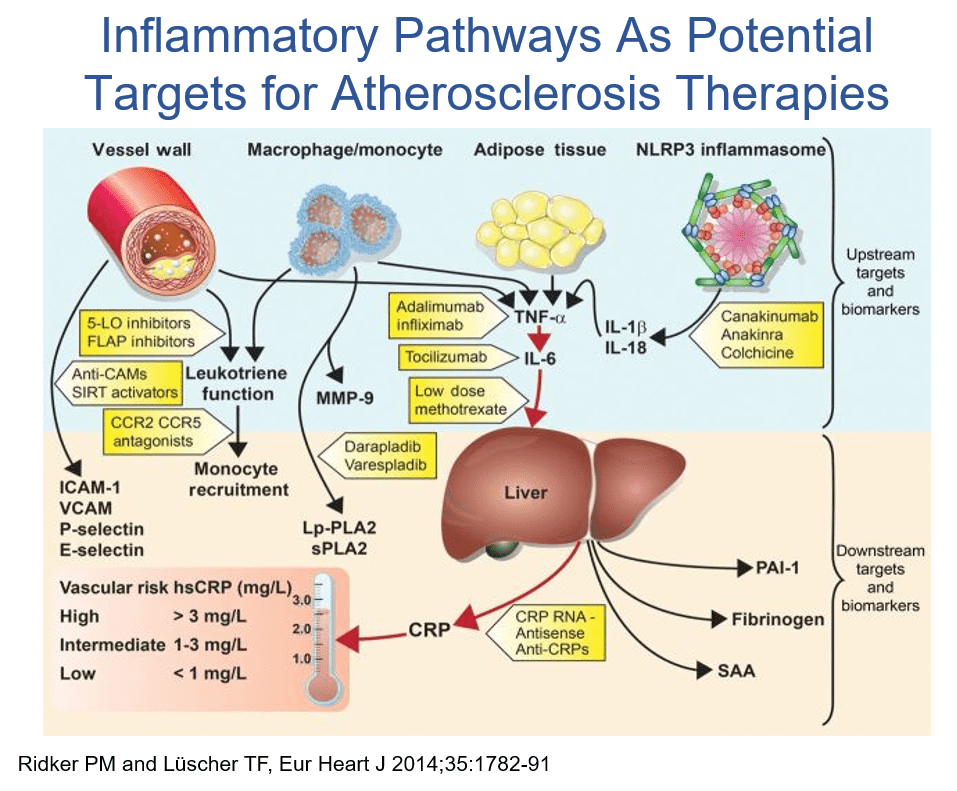 Inflammation in Cardiovascular Disease From Basic Concepts to Clinical