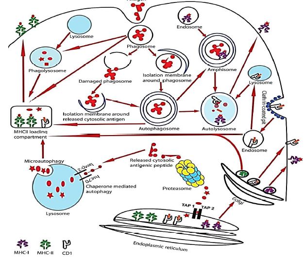 AutophagyMediated Antigen Presentation and its Importance in Adoptive