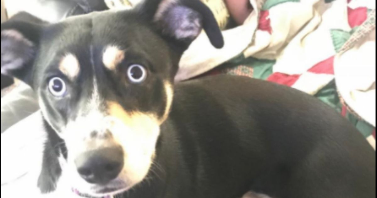 Dog Wakes Family at Midnight After Sensing Deadly Carbon Monoxide Leak