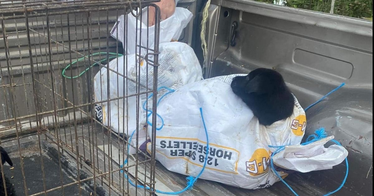 Good Samaritans Find 8 Puppies Tied Up in Plastic Bags, Tossed Into