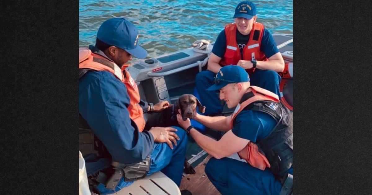 Coast Guard Rescues Exhausted Dog Found Swimming in Pamlico Sound 'An