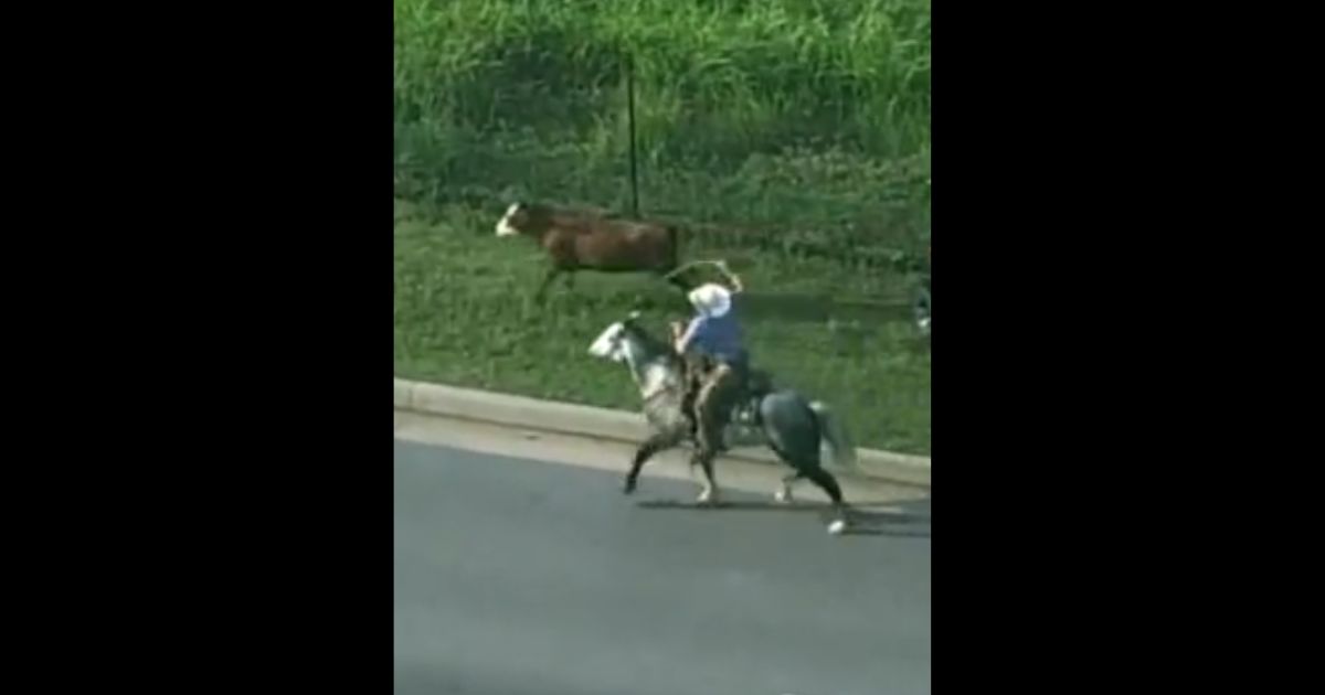 RealLife Cowboy Lassoes Cow Running Loose on Oklahoma Highway
