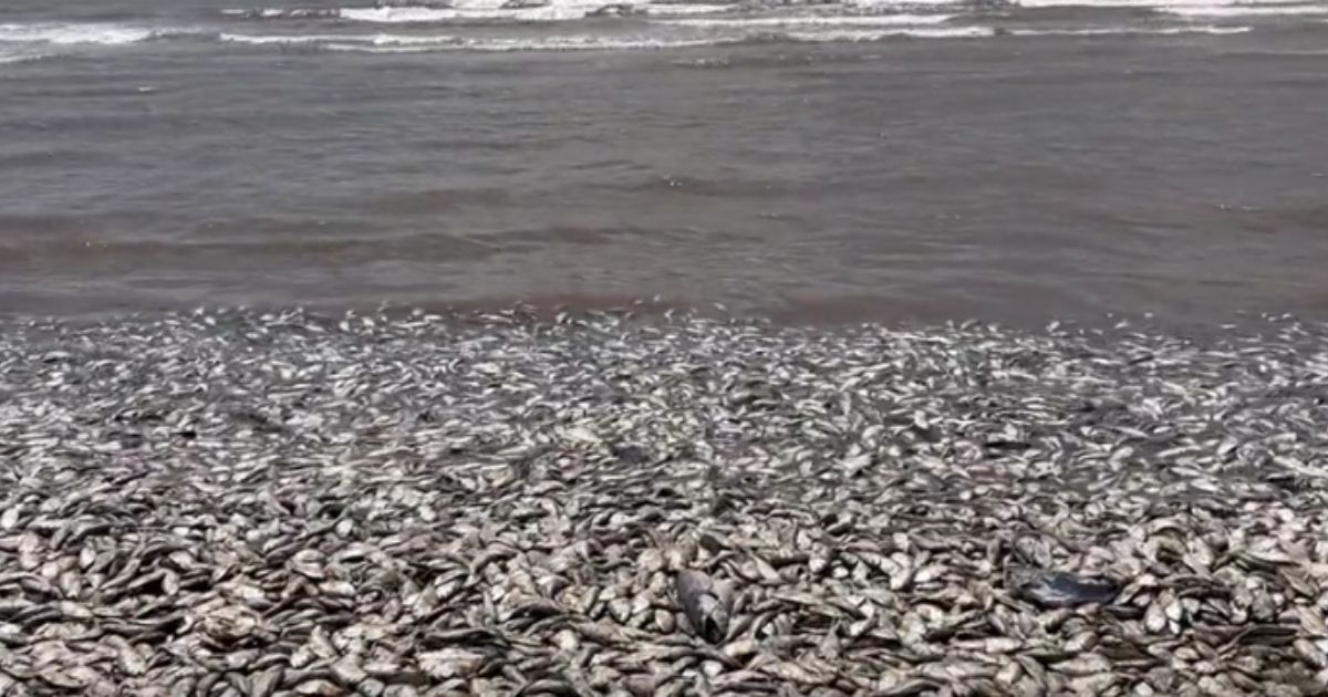 Thousands of Dead Fish Wash Up on Shore of Texas Coast IJR