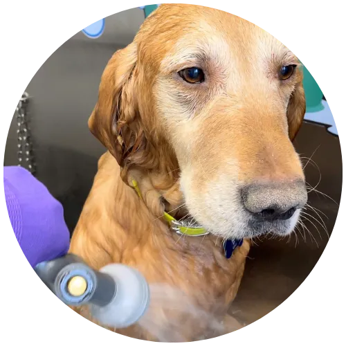 Self Serve, Self Washing Dog Wash Station In Granby At Horses & Hounds