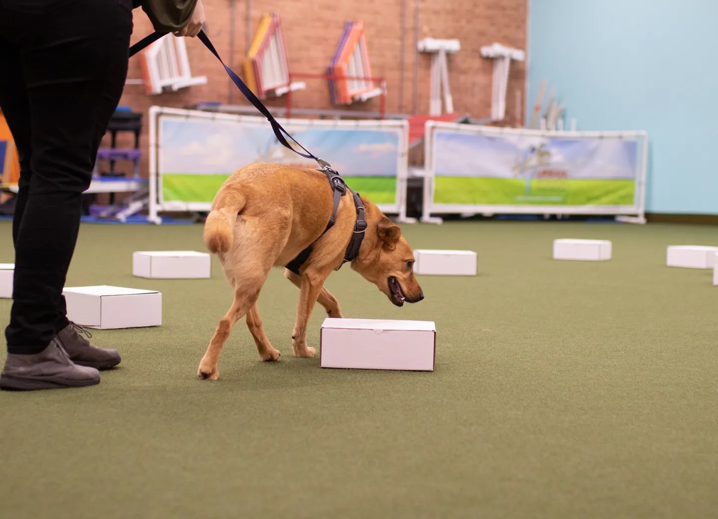 Dog Training K9 Nosework Classes At Urban Pooch Training And Fitness