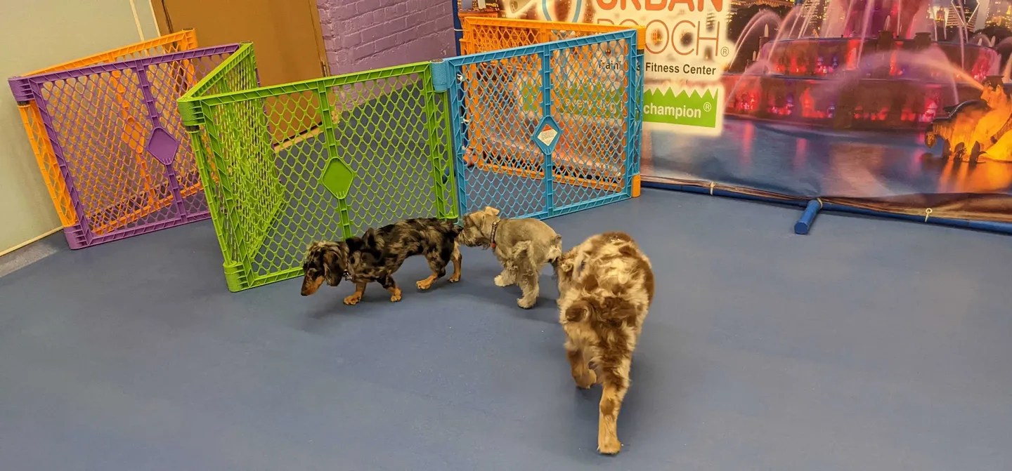 Puppy Training Classes